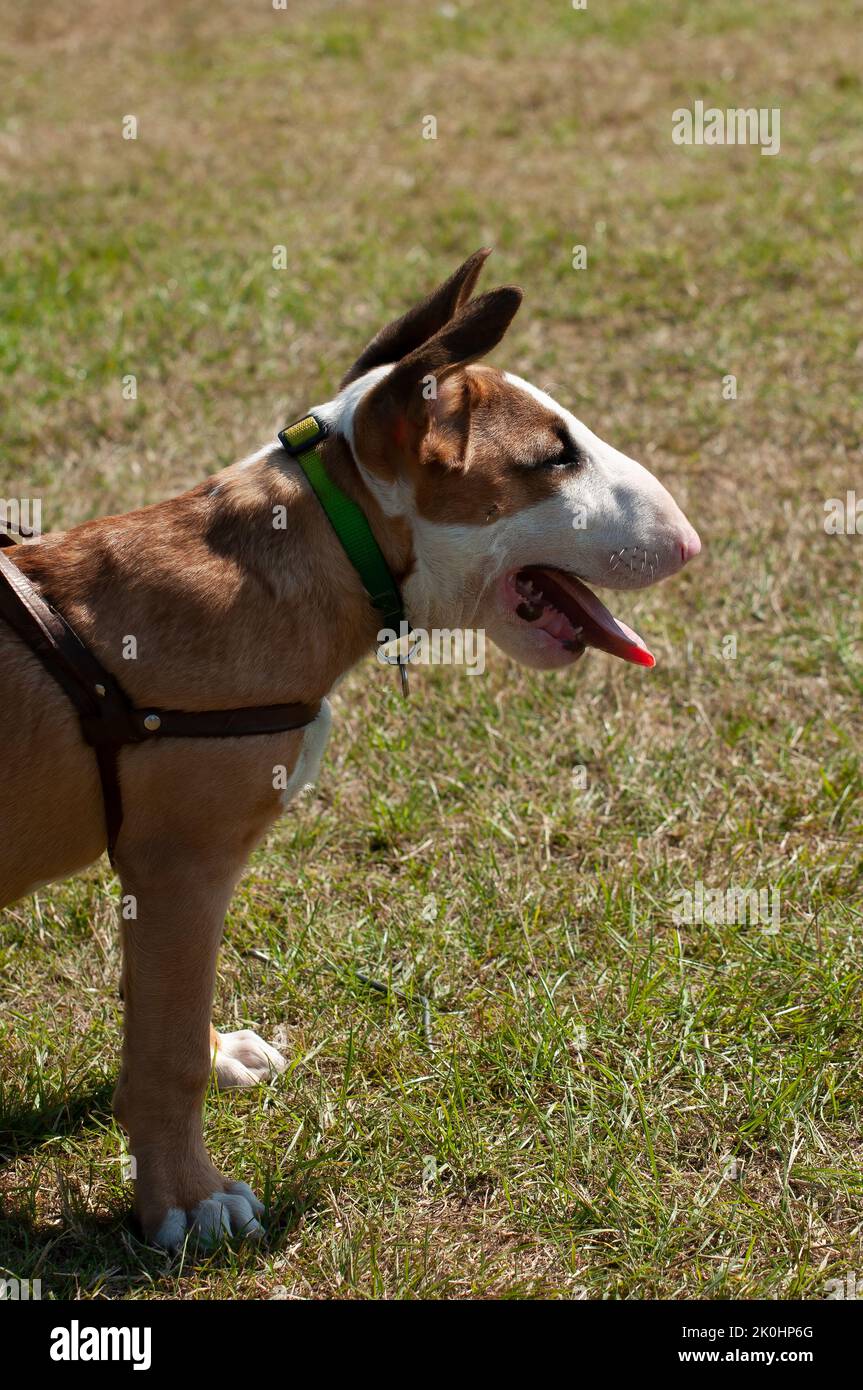 Una verticale di un cane toro inglese marrone e bianco Terrier con colletto verde e imbracatura per il petto Foto Stock