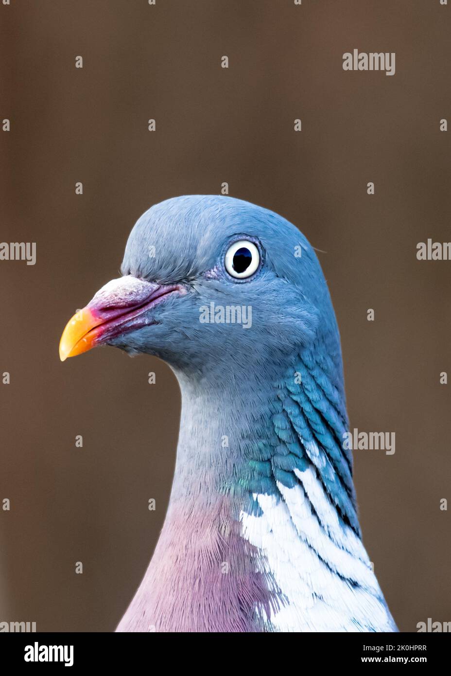 Uno scatto verticale di un piccione di legno comune alla luce del giorno su uno sfondo sfocato Foto Stock