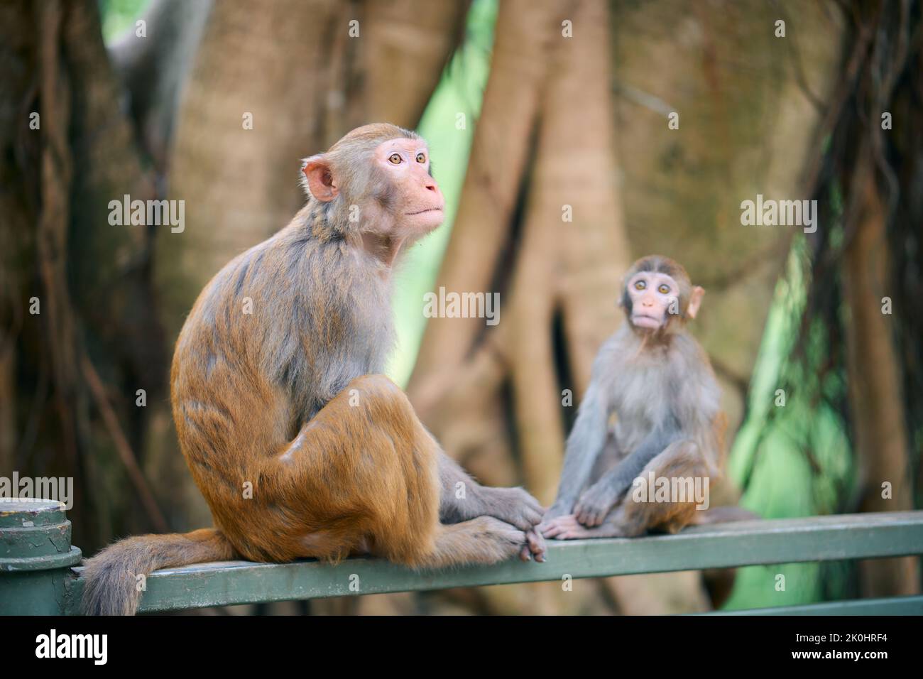 Una bella vista delle scimmie Rhesus o della mulatta Macaca nel serbatoio di Shing Mun, Hong Kong Foto Stock
