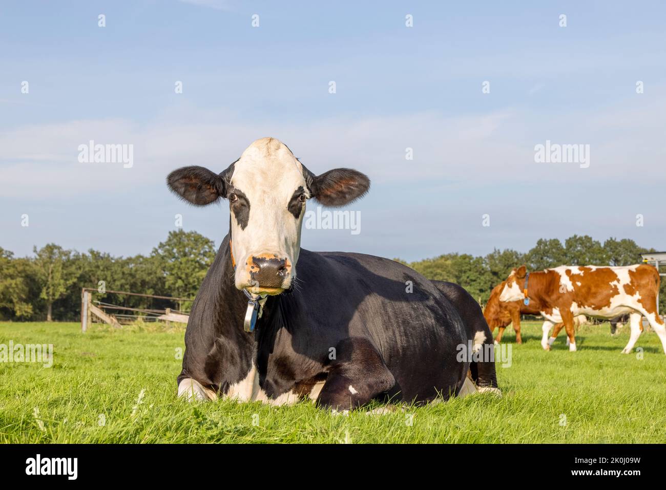 Grande mucca si trova nel campo, sdraiato felice in erba verde, macchie occhio nero, con macchie occhio e orecchie nere, cielo blu e spazio copia Foto Stock