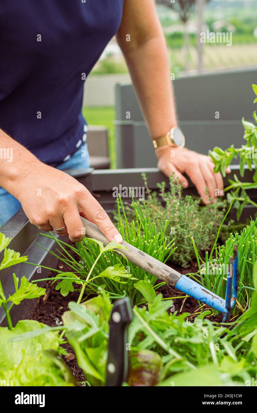 Primo piano di una donna che si allenta fino a terra con un piccolo rastrello per rimuovere le erbacce in un letto da giardino rialzato Foto Stock