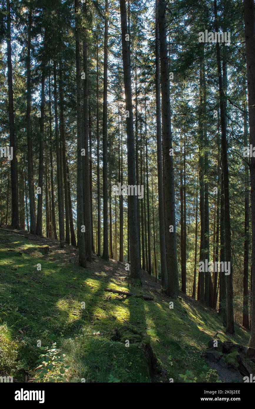Uno sguardo ai fitti boschi ai due lati del sentiero nella parte inferiore iniziale del sentiero fino al rifugio Klausner Hütte, Valle Isarco, Trentino Foto Stock