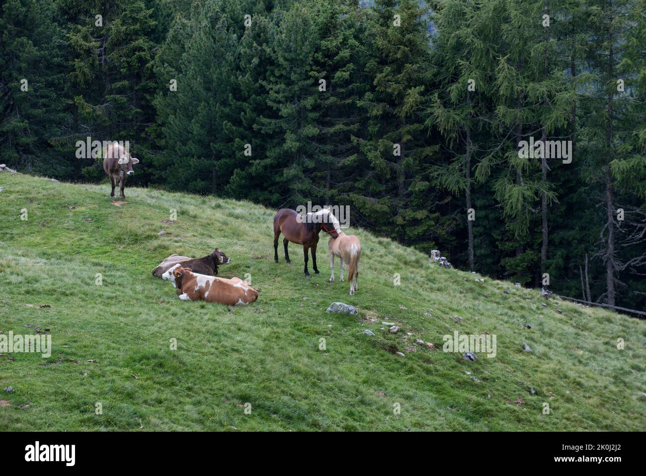 Mucche e cavalli pascolano liberamente in una radura ai margini del bosco a 2000 metri di altitudine, nei pressi di una malga, Valle di Isarco, Trentino Alt Foto Stock