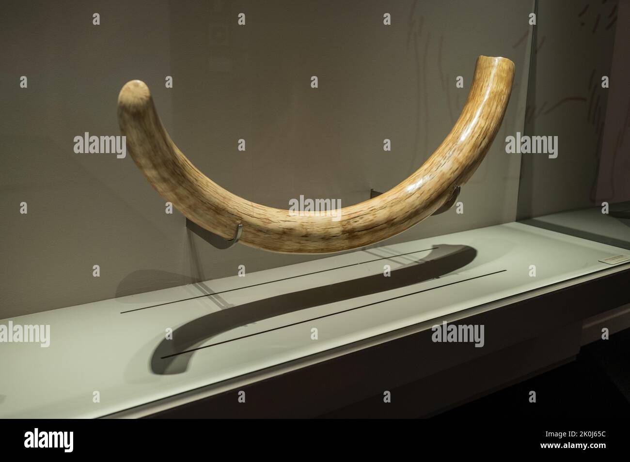 Muschio mammut femmina. Mostra 'Mamut' al CaixaForum sui Mammoth, i giganti dell'era glaciale, Saragozza, Spagna. Foto Stock