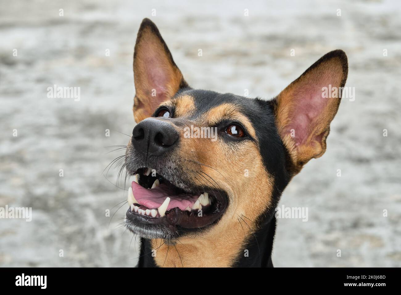 Cagnaccio randagio salvato cane tailandese in appoggio stanco dopo il gioco morbido sfondo grigio Foto Stock