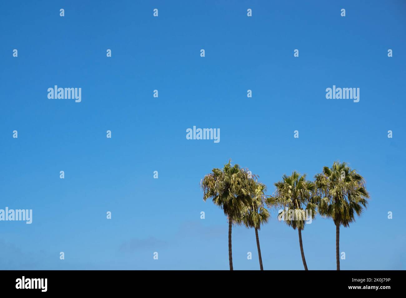 Quattro palme verdi contro il cielo blu brillante a Los Angeles California. Sfondo per marketing di viaggio tropicale Foto Stock