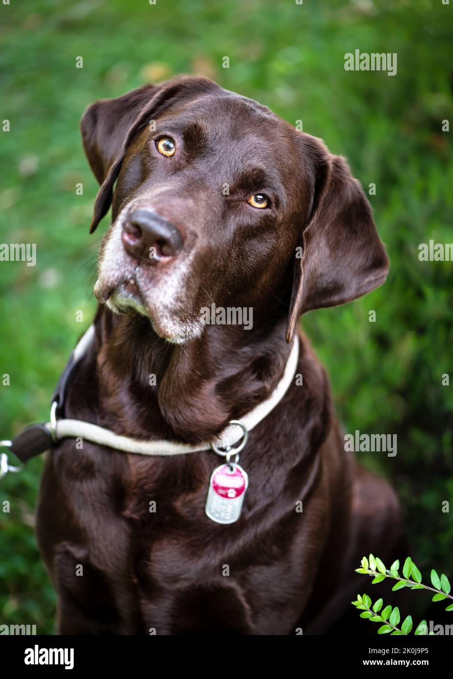 Ritratto di un bel labrador Retriever cioccolato marrone nel giardino estivo. Concetto PET. Messa a fuoco selettiva. Foto Stock