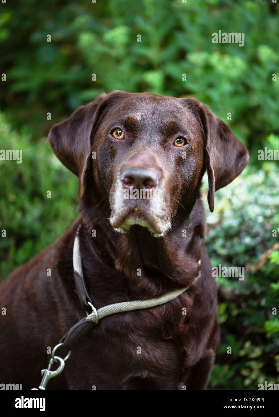 Ritratto di un labrador Retriever al cioccolato marrone maschio con faccia seria nel giardino estivo. Concetto PET. Messa a fuoco selettiva. Foto Stock