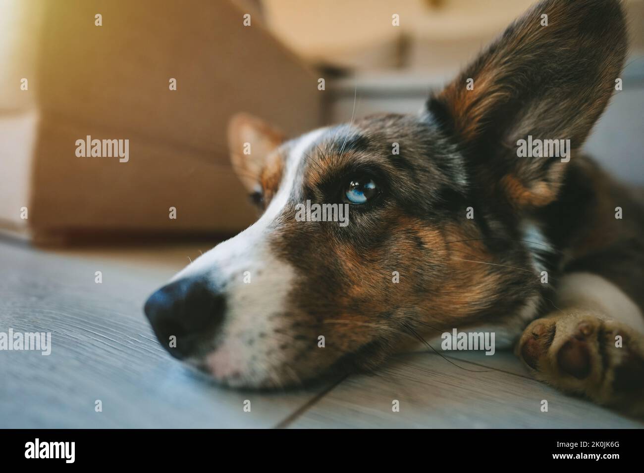 Bel carino blu merle corgi gallese cane cardigan sdraiato sul pavimento a casa. Foto Stock