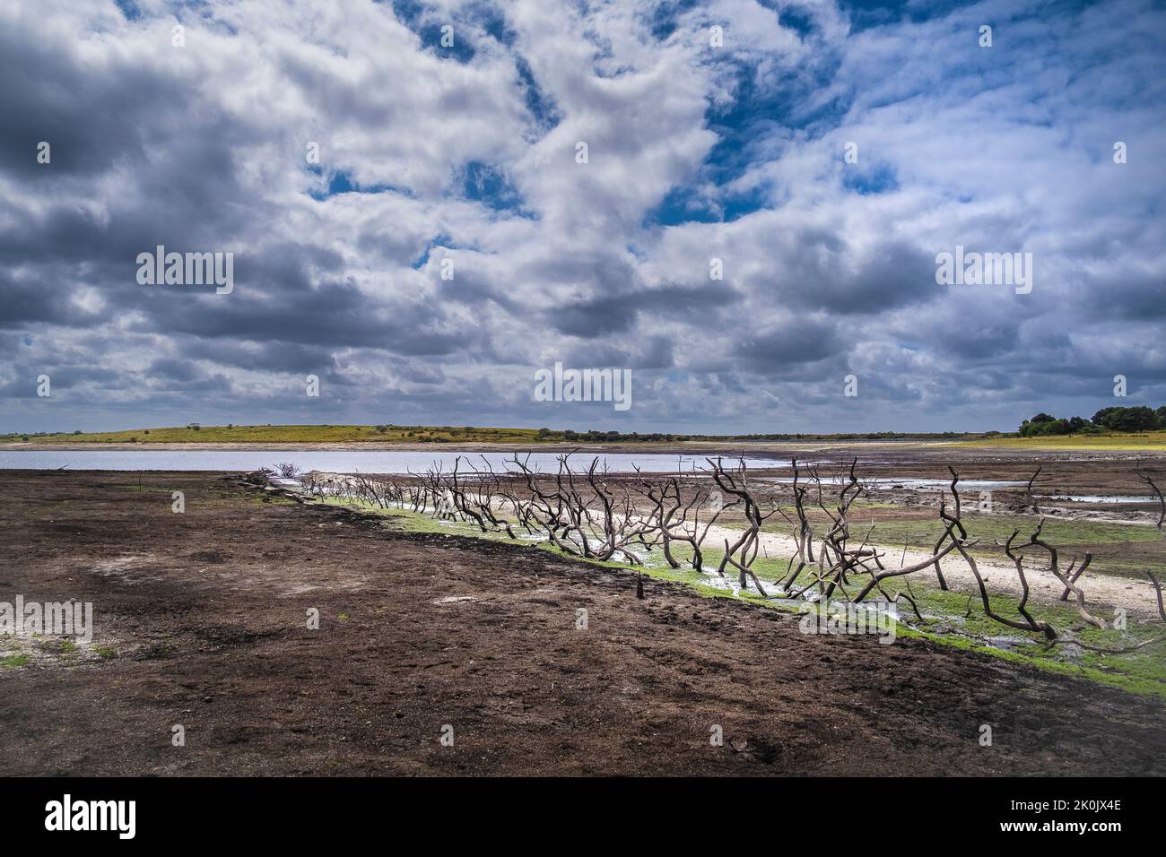 I resti di un vecchio siepo morto esposti su una costa in via di recidivazione a causa della caduta dei livelli dell'acqua causata da condizioni di siccità gravi a Colliford la Foto Stock