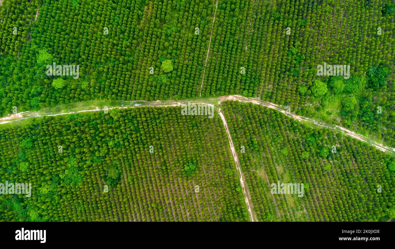 Veduta aerea della piantagione di Eucalipto in Thailandia. Acquisizione aerea con drone. Foto Stock