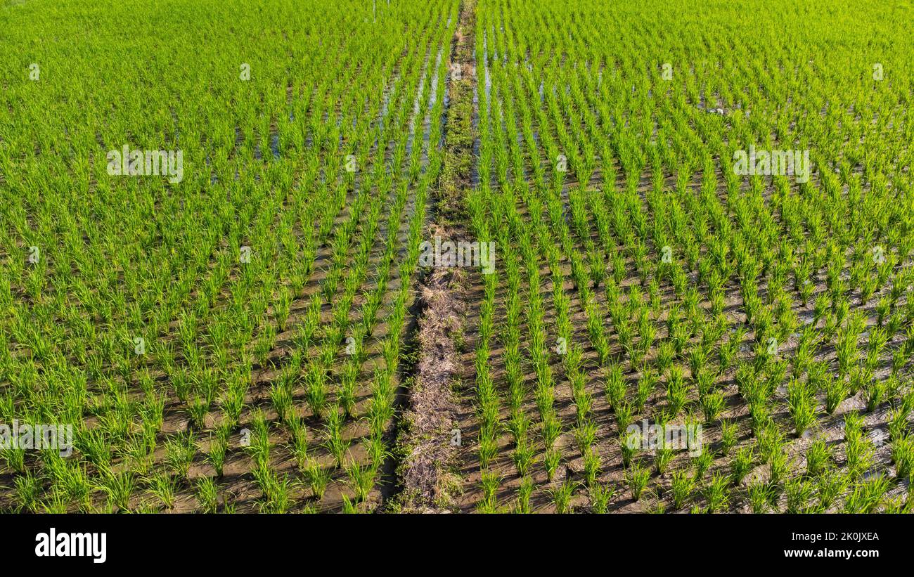 Vista aerea del verde campo ondulato nelle giornate di sole. Bella zona verde di risaie giovani o terra agricola nella stagione delle piogge del nord della Thailandia. Foto Stock