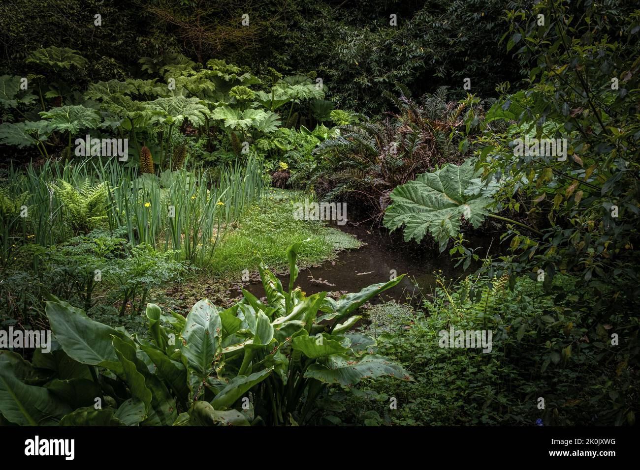 Un piccolo laghetto nel selvaggio giardino subtropicale Penjjick in Cornovaglia. Penjerrick Garden è riconosciuto come Cornovaglia vero giungla giardino in Inghilterra in Foto Stock