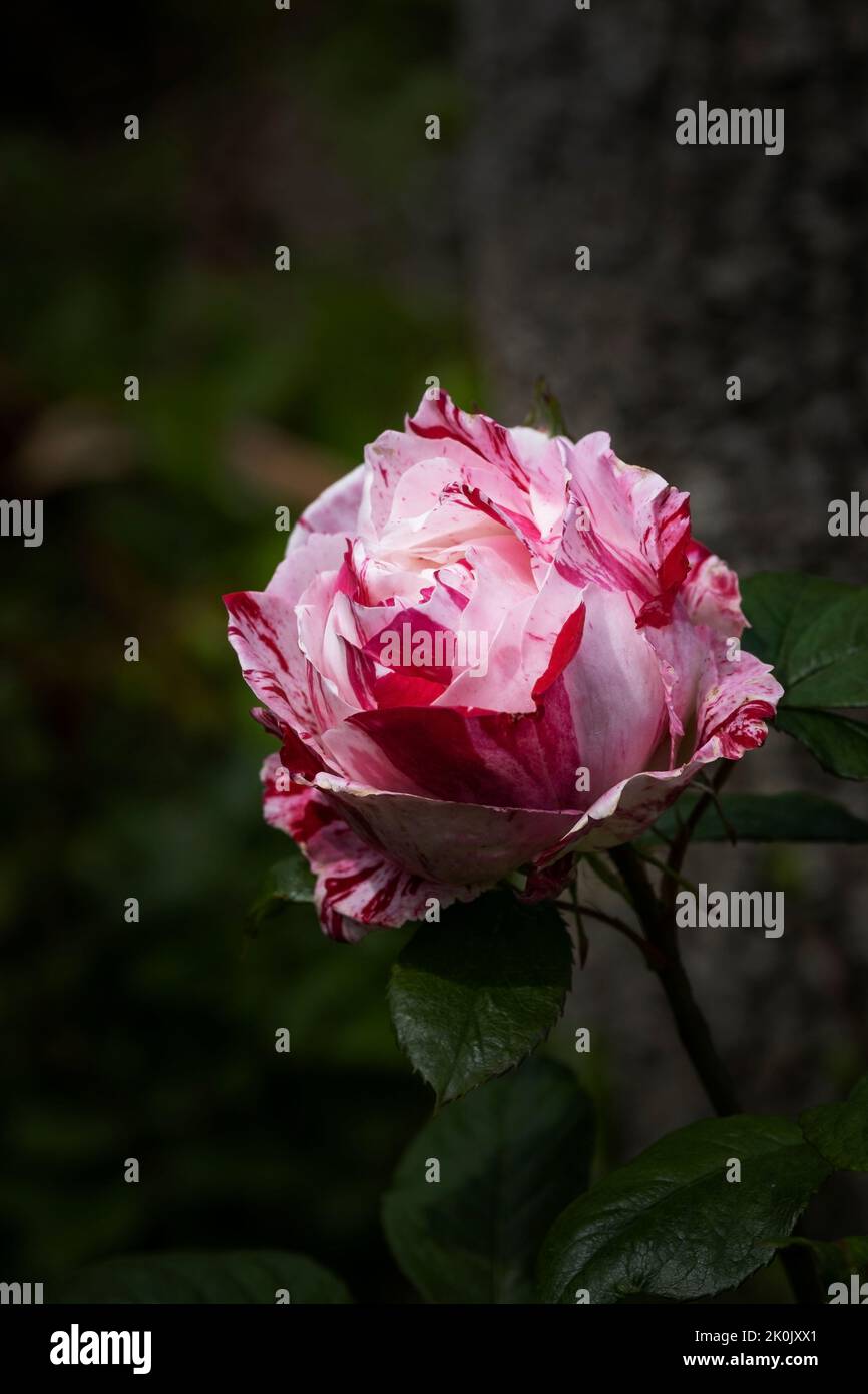 Rosa Scentimental. Una fioribunda a strisce rosse e bianche è cresciuta in un giardino a Newquay in Cornovaglia nel Regno Unito. Foto Stock