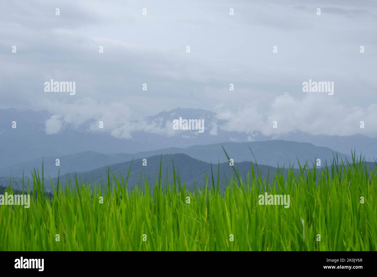 Vista ravvicinata della crescita del campo di riso biologico al mattino nella Thailandia rurale. Bellissimi campi di riso sullo sfondo di montagne con nuvole e. Foto Stock