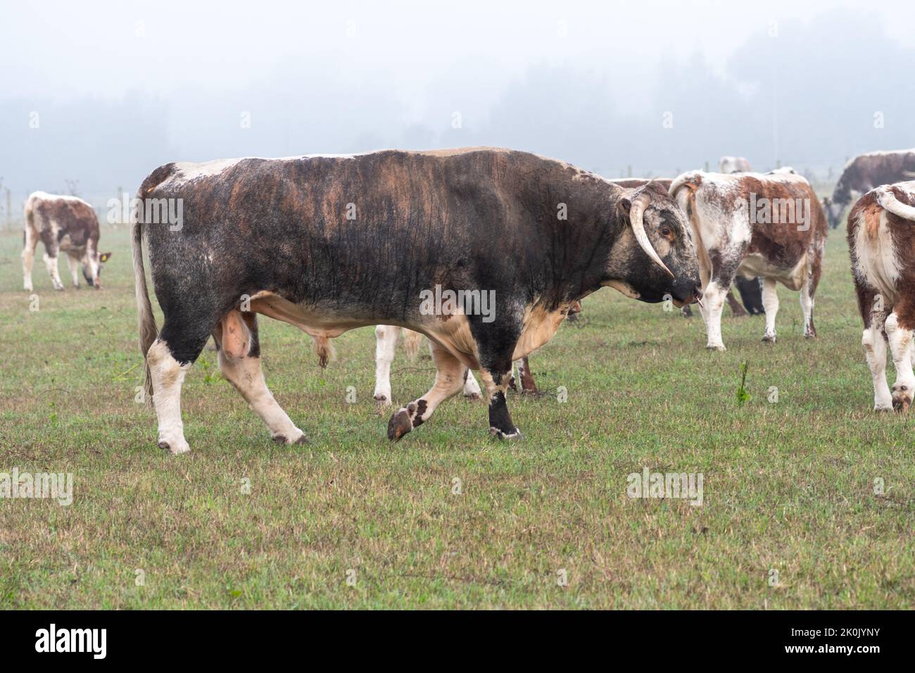 Inglese longhorn bull in un campo di mucche, Hampshire, Regno Unito Foto Stock