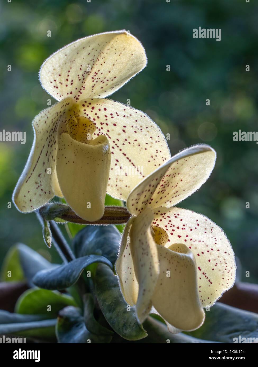Vista in primo piano dei fiori rossi e gialli luminosi macchiati di lady slipper orchidea specie paphiopedilum colore retroilluminato su sfondo naturale all'aperto Foto Stock
