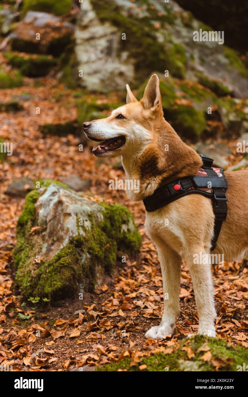 Cane Shiba Inu eccitato e ributtato in imbracatura con bocca aperta a piedi nel parco autunnale guardando in su Foto Stock