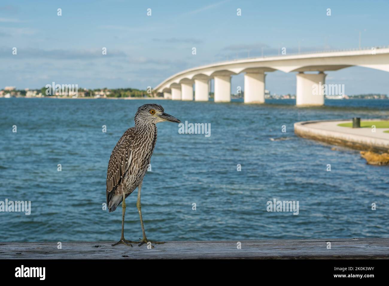 Giovane uccello di airone notte su ringhiera con Ringling Bridge di Sarasota Bay in background. Messa a fuoco selettiva intenzionale. Foto Stock