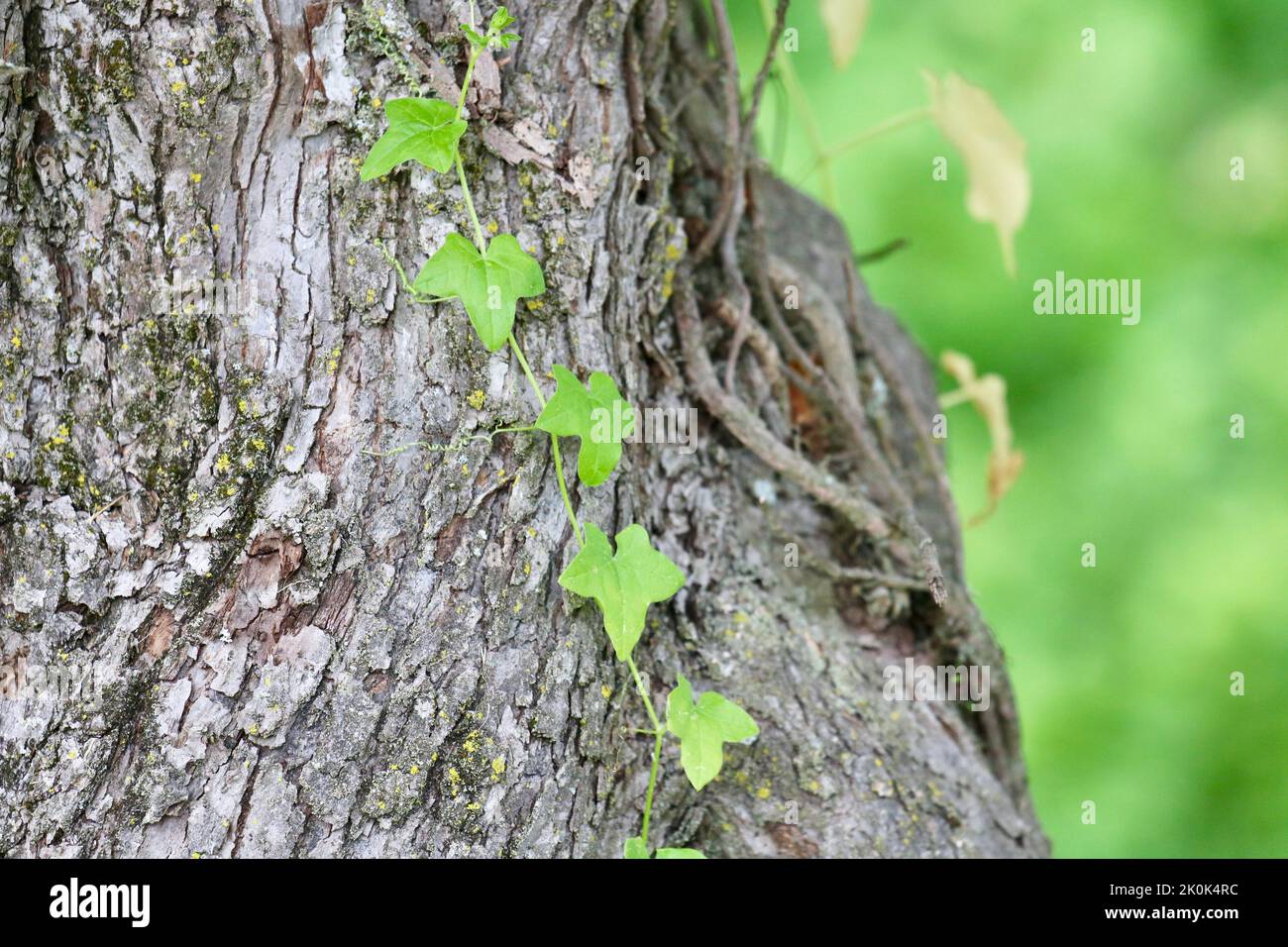 Foglie verdi a forma di cuore che crescono su una vite che sale su un tronco di un albero Foto Stock