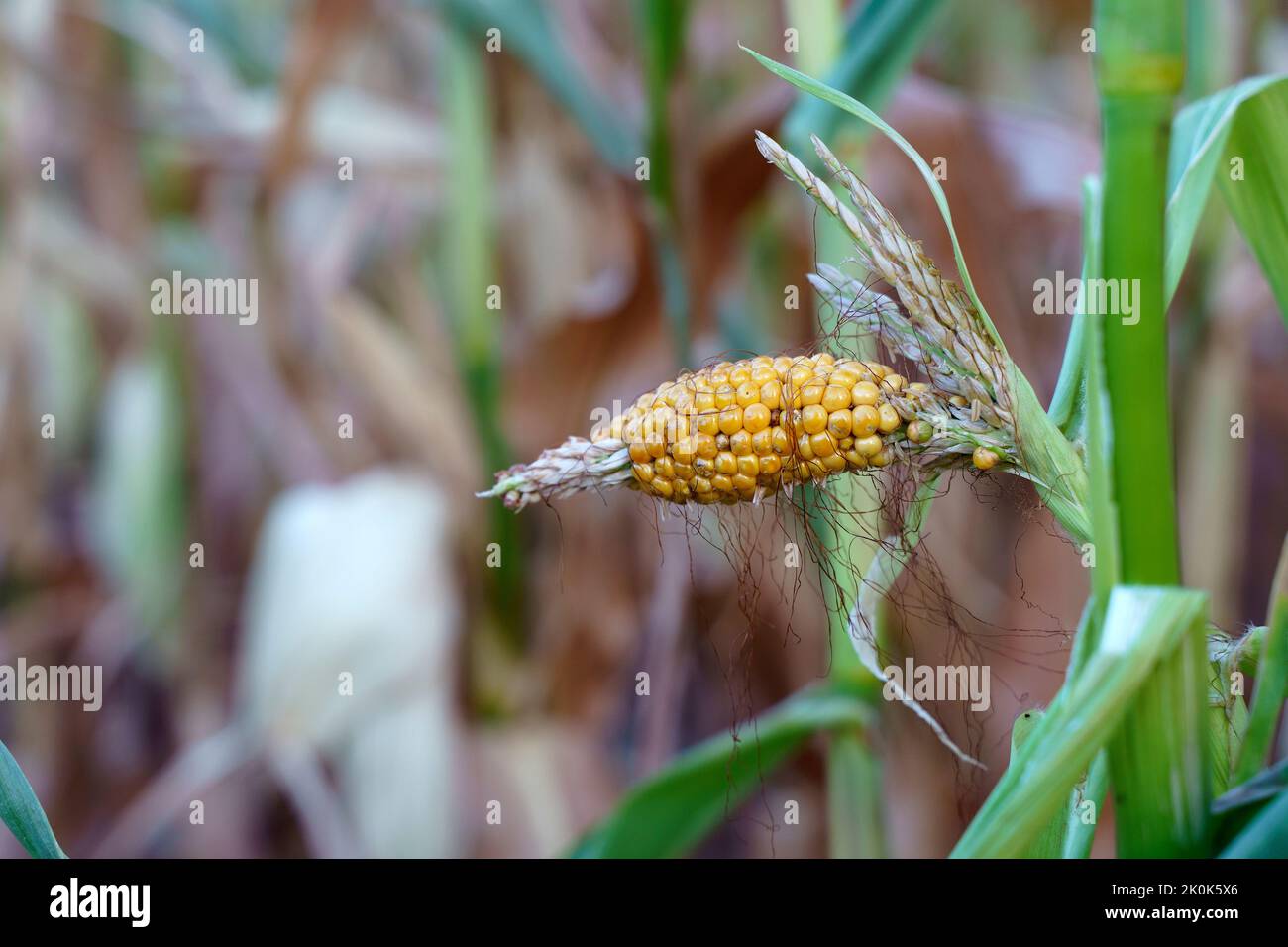 Concetto di crisi alimentare mondiale. Fallimento di raccolto di mais in un campo di coltivatore in autunno. Campo agricolo durante siccità e calore. Crisi economica globale, fame, povertà. Foto di alta qualità Foto Stock