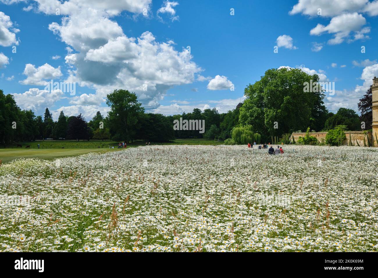 Persone che passeggiando attraverso un grande prato di fiori selvatici dietro la cappella del Re, un programma pilota di conservazione della natura. Al King's College di Cambridge, Ingla Foto Stock