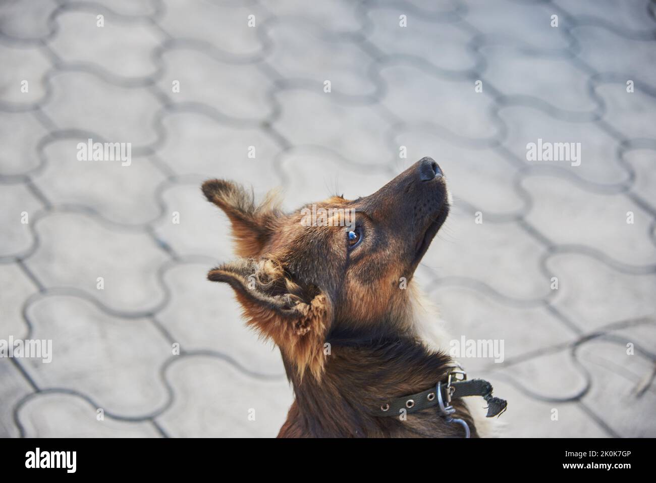 Ritratto di un puppy mostruoso, guardando attentamente da qualche parte. Foto Stock