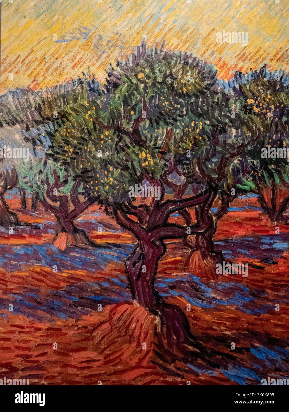 Olive Grove Saint Remy di Vincent van Gogh, 1889 Foto Stock