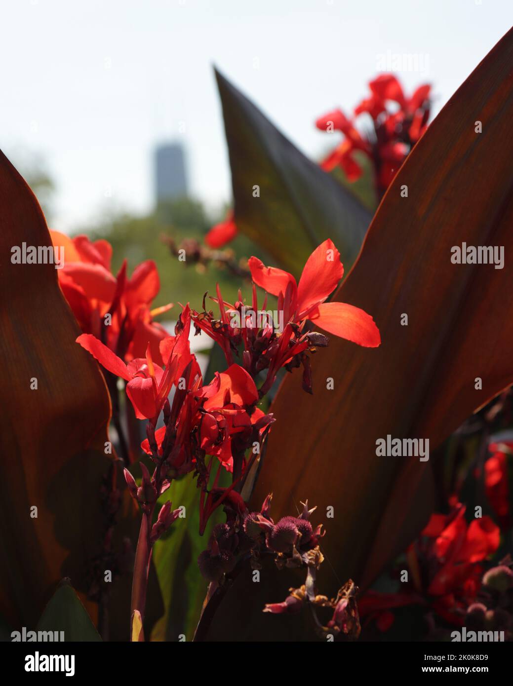 Fiori rossi nel Lincoln Park con la nocciola John Hancock Tower in lontananza Foto Stock
