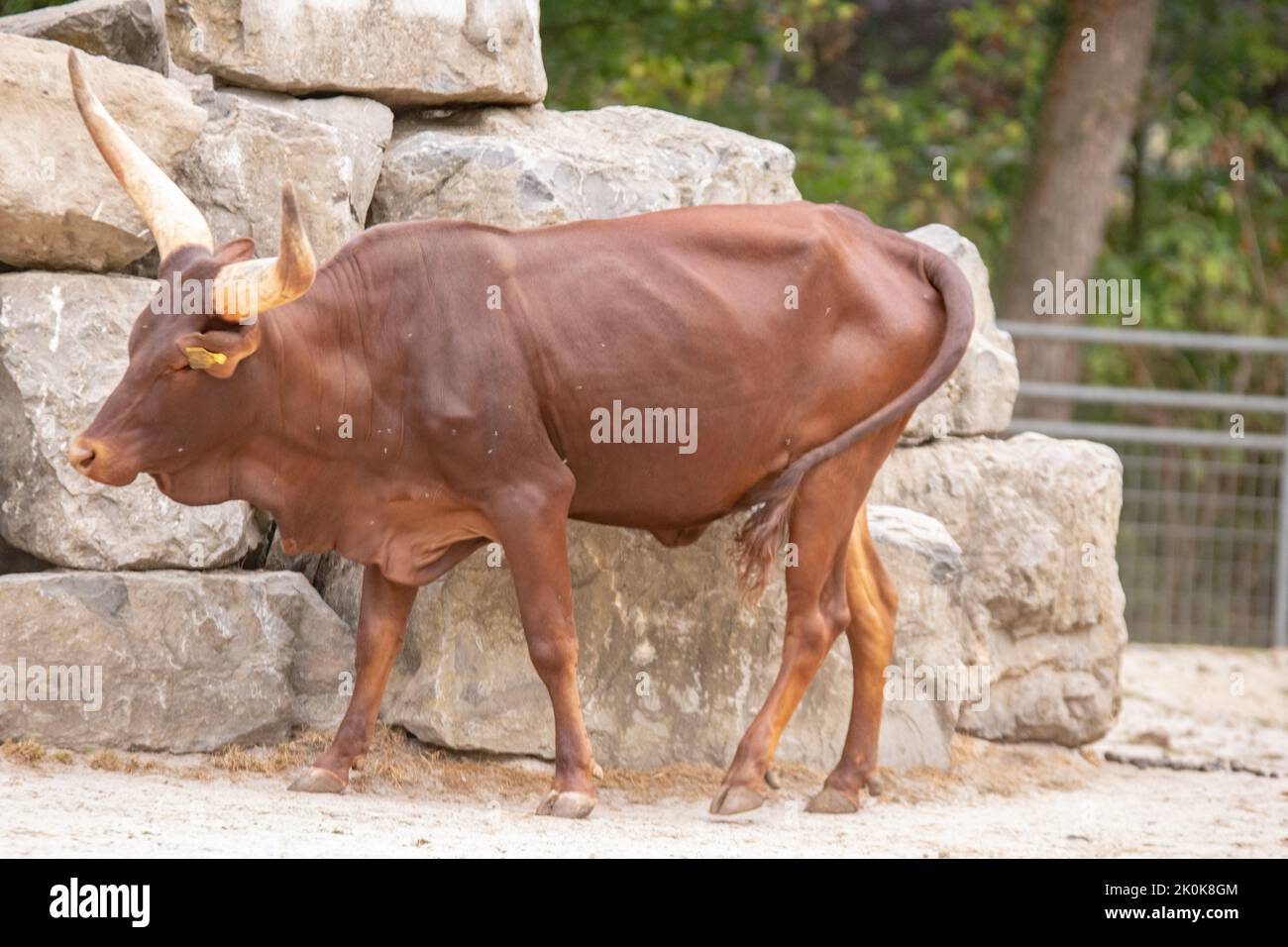 Il Watussirind o Ankolerind è una razza di bovini domestici dell'Africa orientale. E 'stato creato attraversando antichi bovini egiziani longhorn con megattere Foto Stock