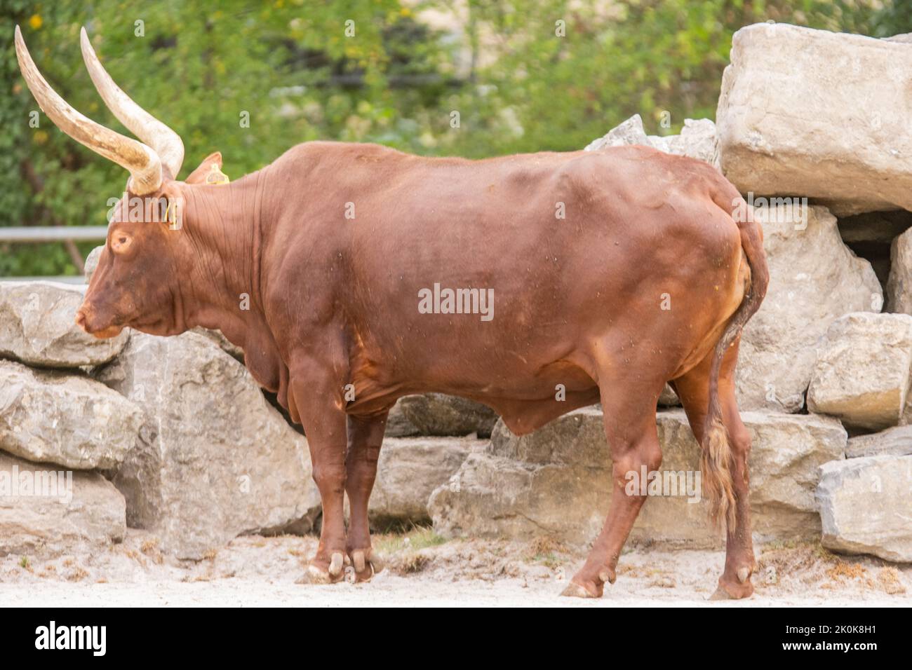 Il Watussirind o Ankolerind è una razza di bovini domestici dell'Africa orientale. E 'stato creato attraversando antichi bovini egiziani longhorn con megattere Foto Stock
