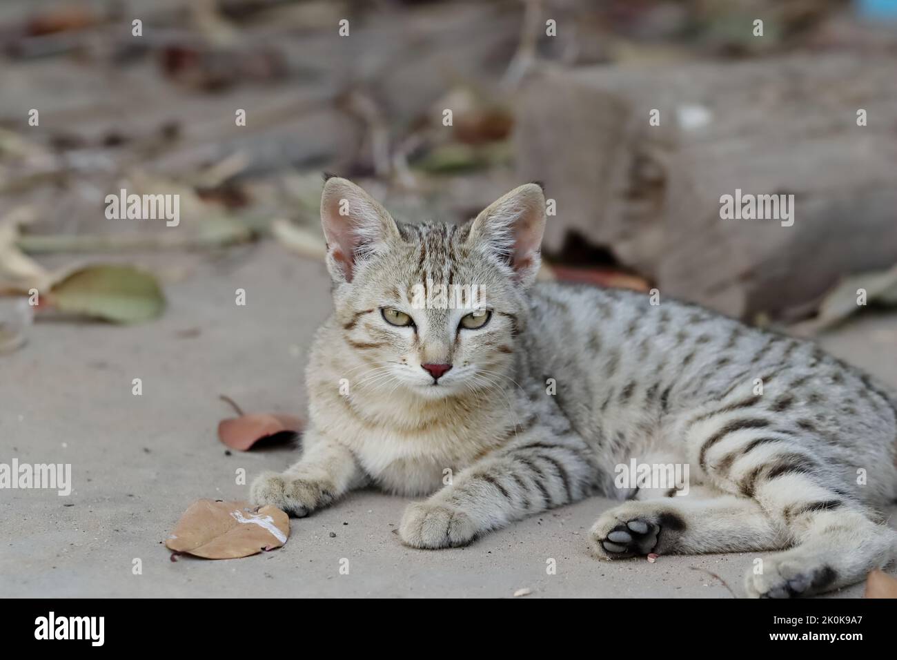 bambino gatto tabby seduto fuori della natura e guardando la macchina fotografica Foto Stock