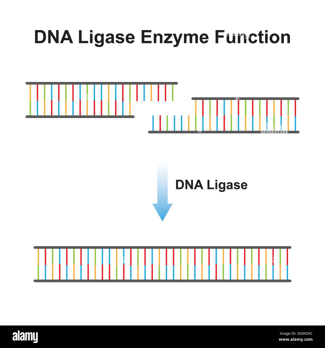 Progettazione scientifica dell'effetto dell'enzima DNA ligasi sulla molecola di DNA. Ligazione della molecola di DNA. Simboli colorati. Illustrazione vettoriale. Illustrazione Vettoriale