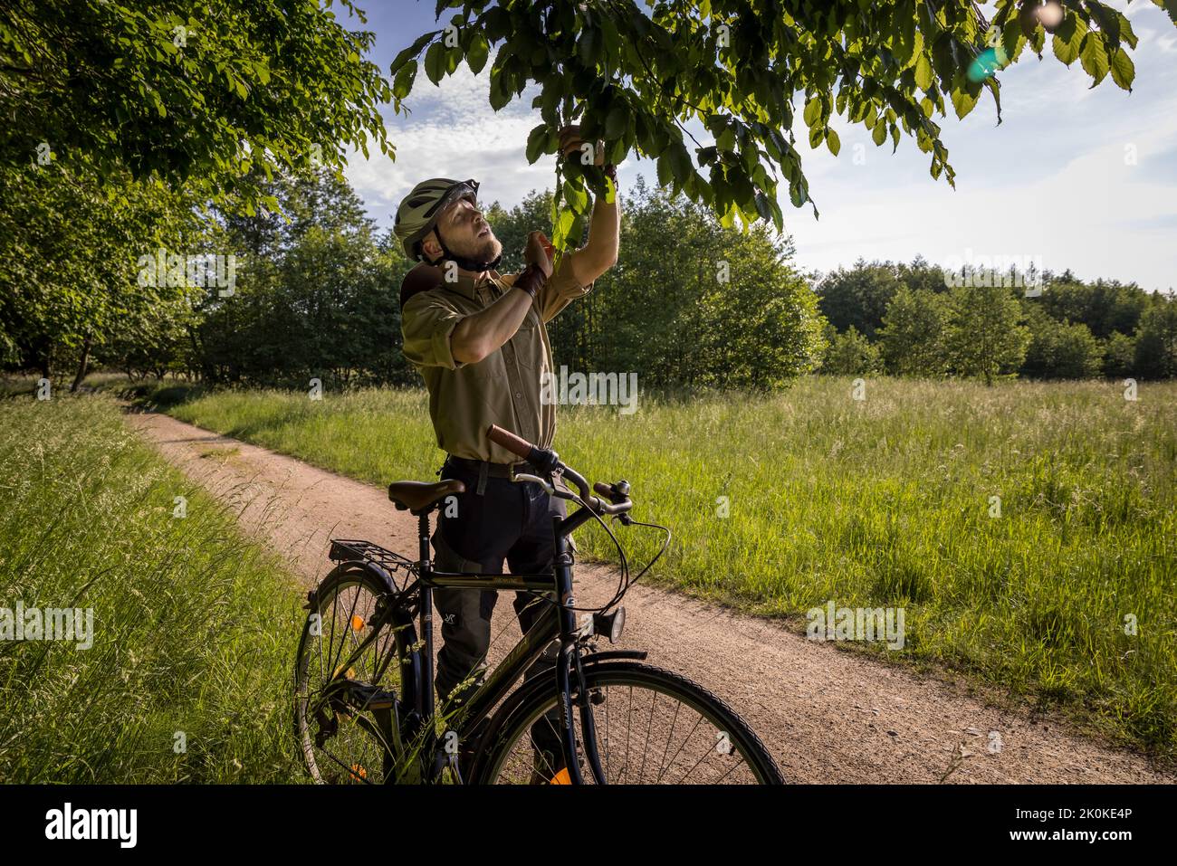 Ranger, Dr. Matthias Hellmund, supervisione e gestione delle aree Müritz Parco Nazionale nei pressi di Speck, nella popolare regione turistica Müritz a Mecklenburg il Vorpommern, nella Germania Est, si trova tra Berlino e il Mar Baltico. Foto Stock