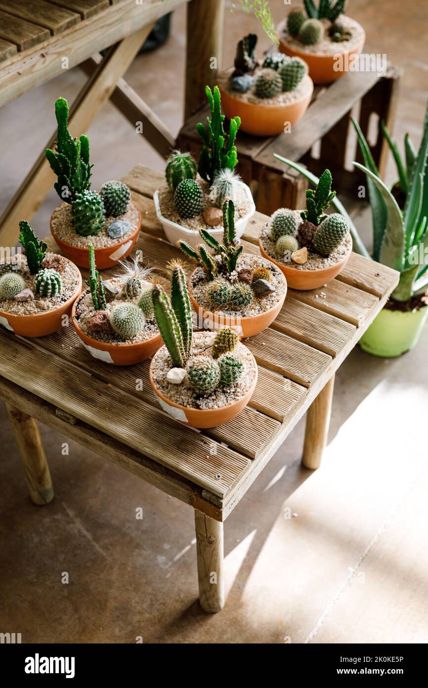 Da sopra pentole con piccoli cactus crescente messo su tavola di legno in serra leggera Foto Stock
