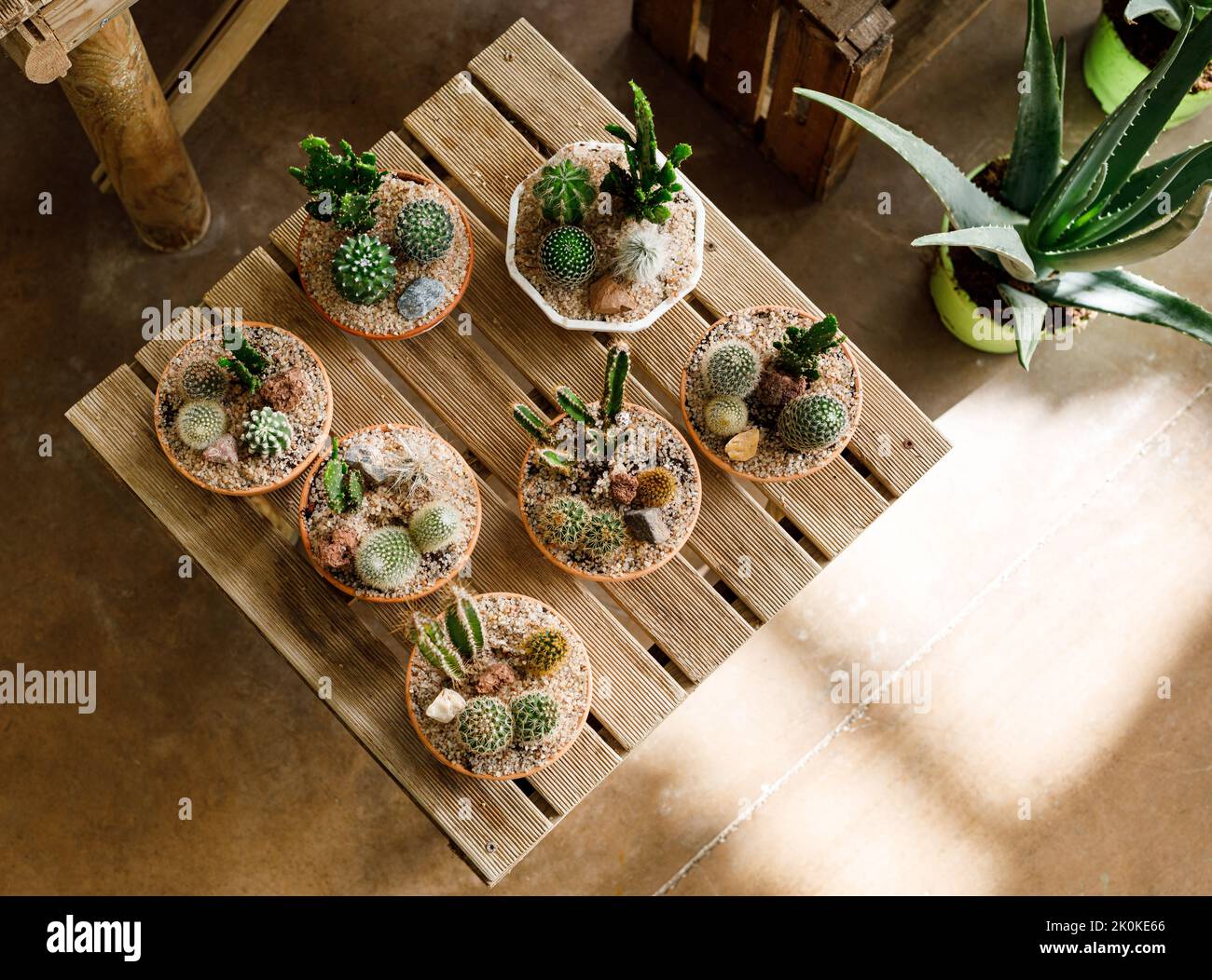 Da sopra pentole con piccoli cactus crescente messo su tavola di legno in serra leggera Foto Stock