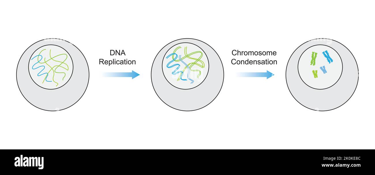 Progettazione scientifica di duplicazione e condensazione di filamento di DNA durante la divisione cellulare. Simboli colorati. Illustrazione vettoriale. Illustrazione Vettoriale