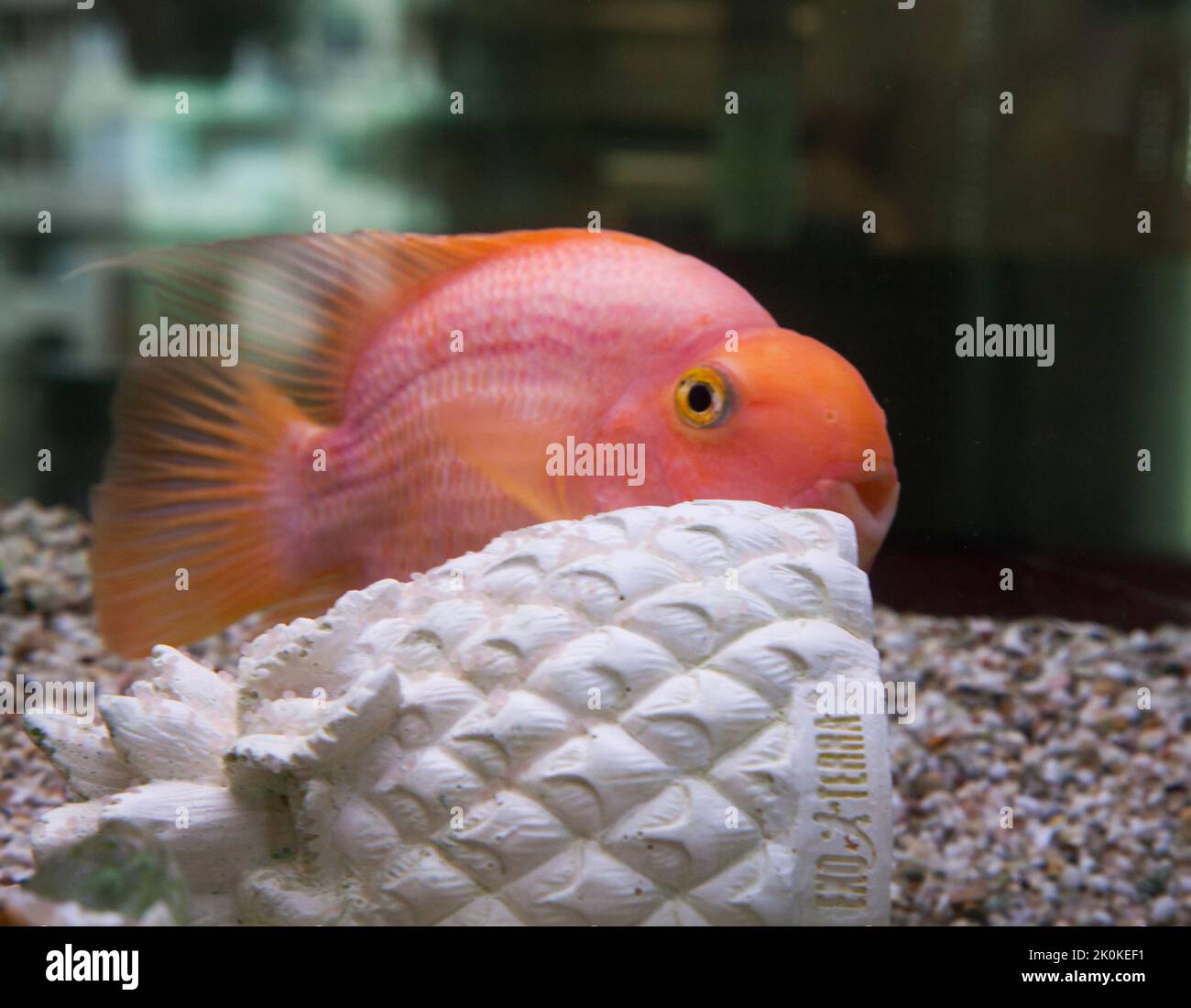 SANGUE PAPPAGALLO CICHLID in acquario Foto Stock