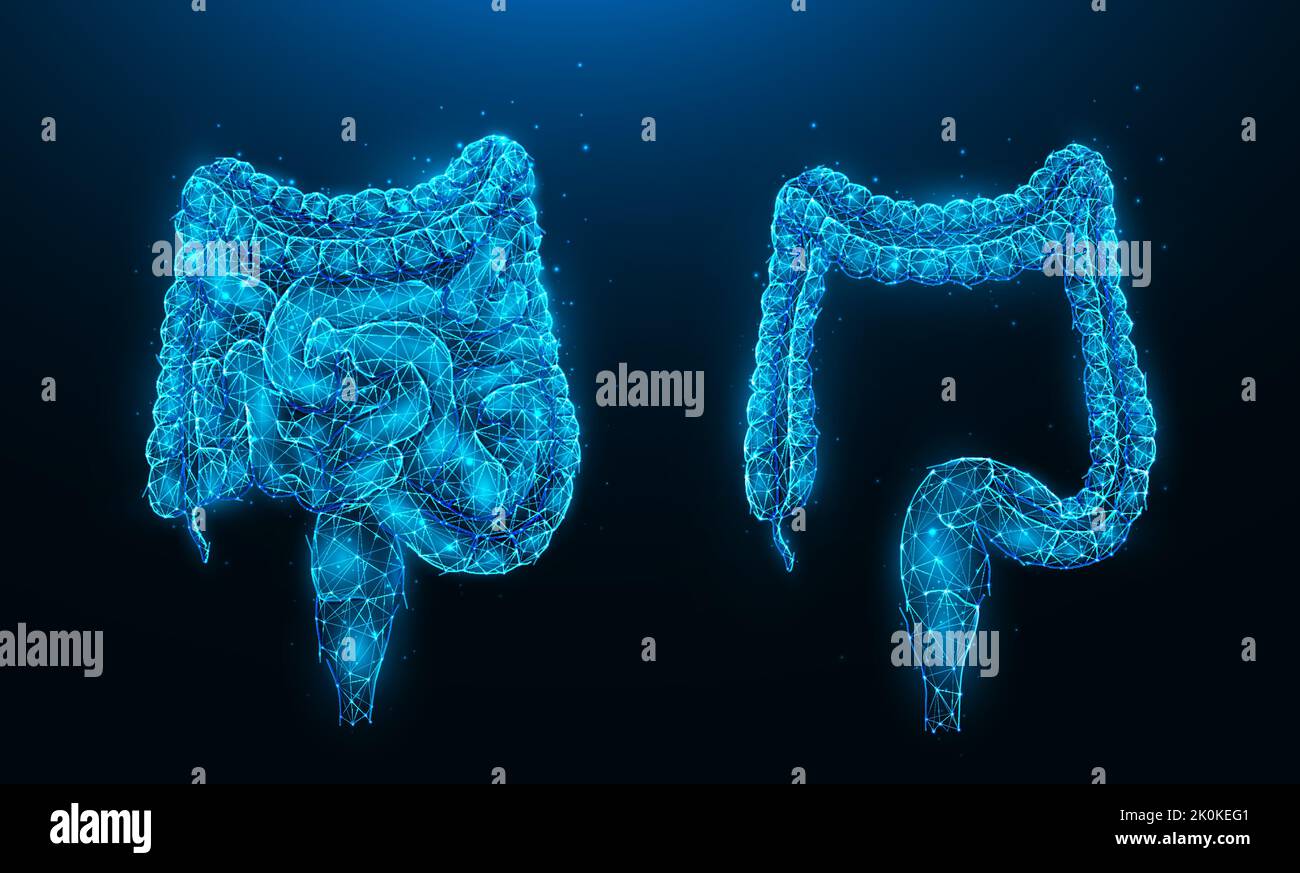 Illustrazione vettoriale poligonale dell'intestino e del colon umani su sfondo blu scuro. Struttura interna a basso contenuto di poli. Banner medico, modello o backgr Illustrazione Vettoriale