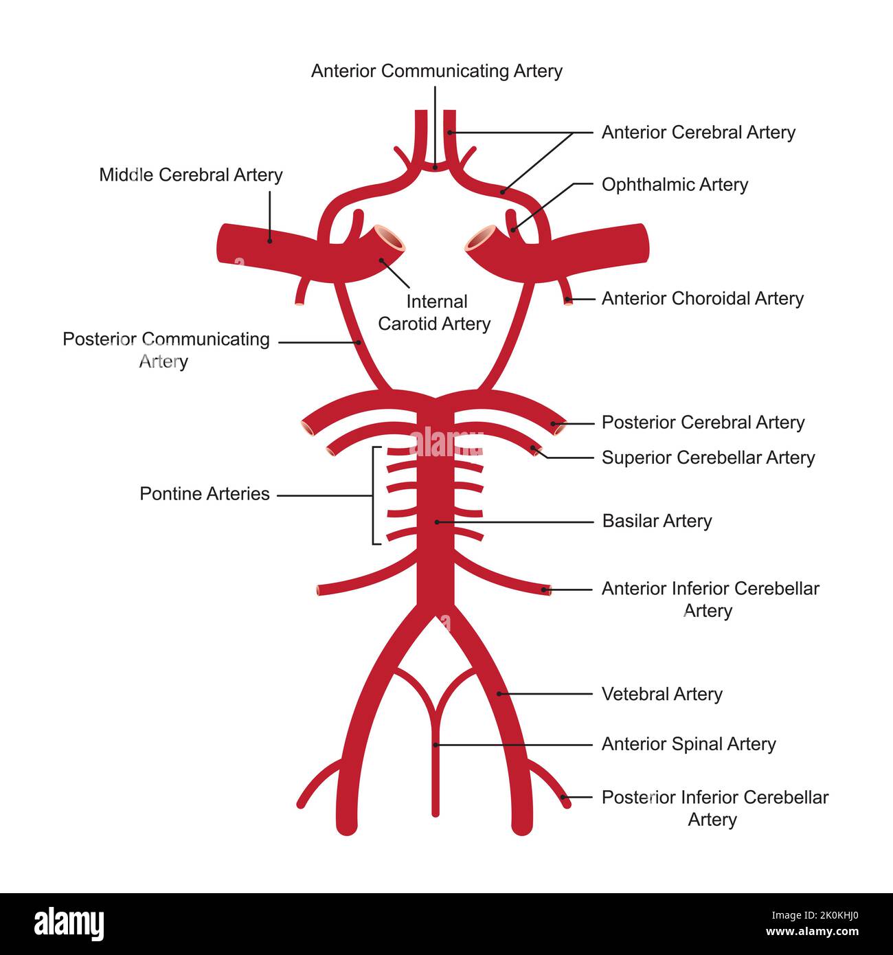 Circolo Di Willis Anatomia Immagini E Fotografie Stock Ad Alta 