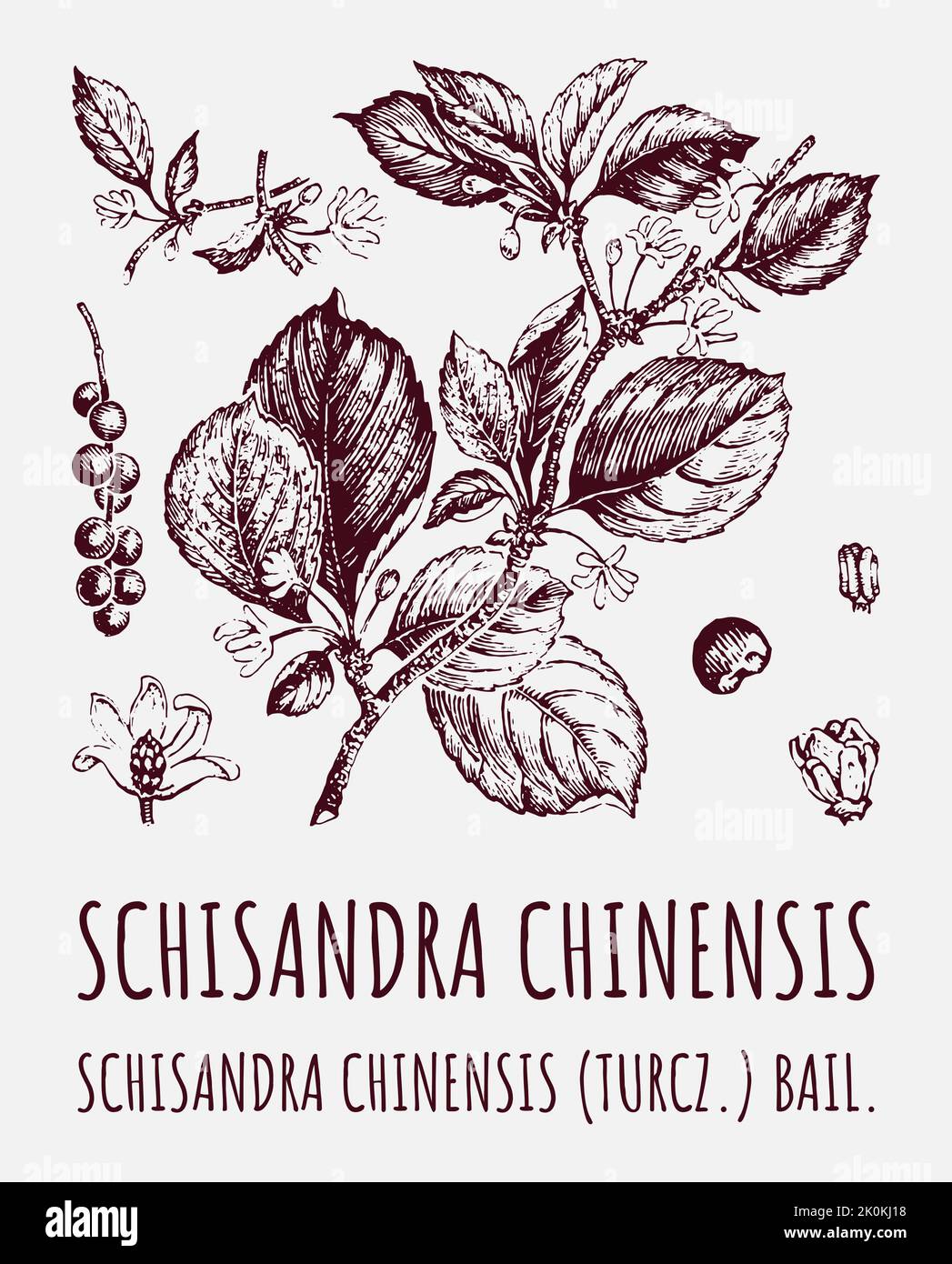 Schisandra chinensisi: Ramo di schisandra con foglie e bacche. Mirtilli di vite Magnolia. Cosmetica e impianto medico. Disegno vettoriale a mano. Illustrazione Vettoriale