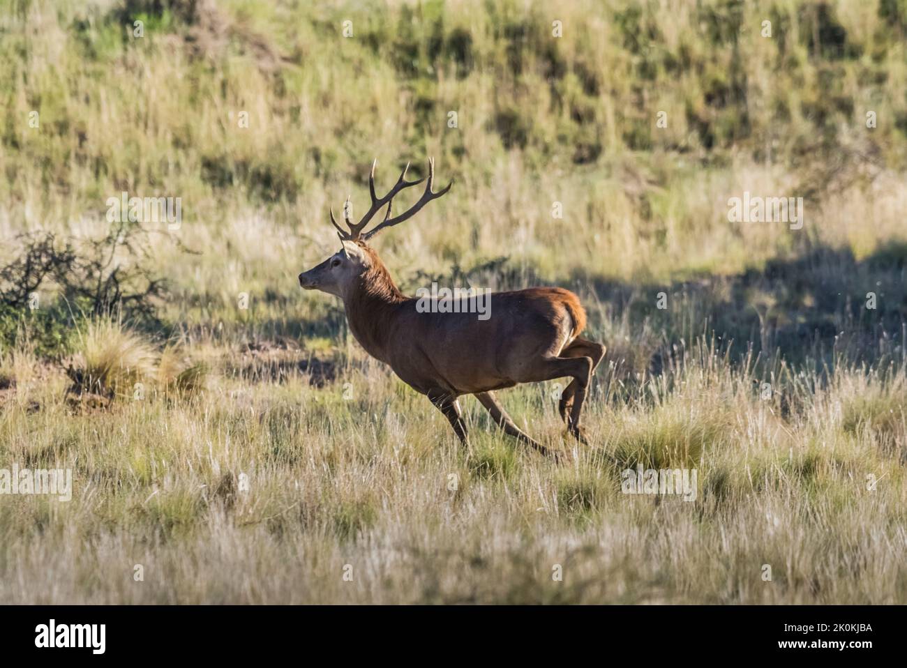 Cervi di palude in ambiente foresta Pantanal, Pantanal , Mato Grosso, Brasile. Foto Stock