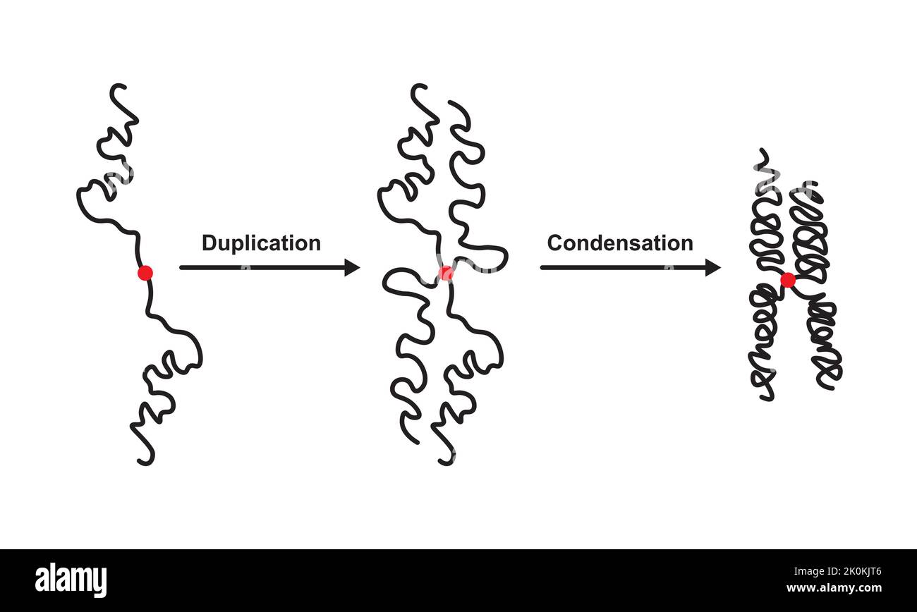 Progettazione scientifica di duplicazione e condensazione di filamento di DNA durante la divisione cellulare. Simboli colorati. Illustrazione vettoriale. Illustrazione Vettoriale