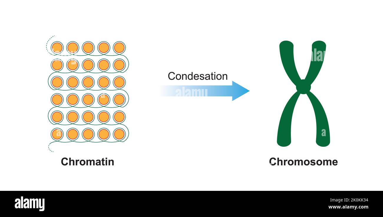 Progettazione scientifica della condensazione del filamento di DNA durante la divisione cellulare. Simboli colorati. Illustrazione vettoriale. Illustrazione Vettoriale