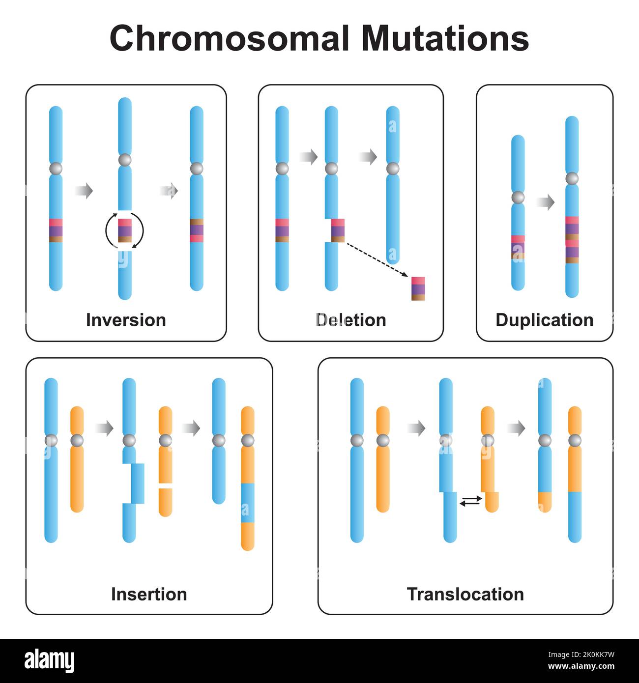 Progettazione scientifica di tipi di mutazioni cromosomiche. Inversione, eliminazione, duplicazione, inserimento e traslocazione. Simboli colorati. Vettore. Illustrazione Vettoriale