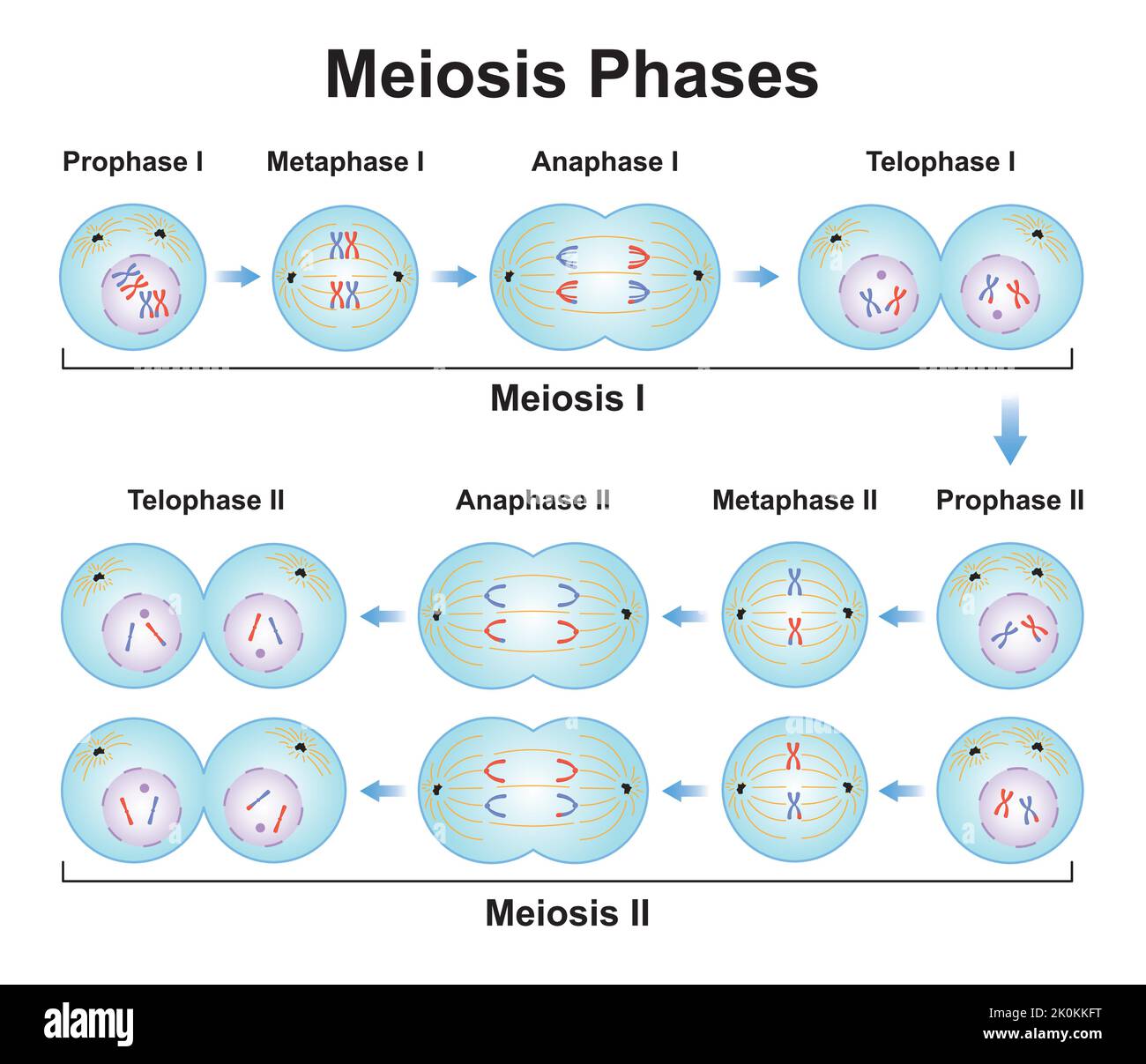 Progettazione scientifica delle fasi di Meiosi. Processo di divisione cellulare germ. Simboli colorati. Illustrazione vettoriale. Illustrazione Vettoriale