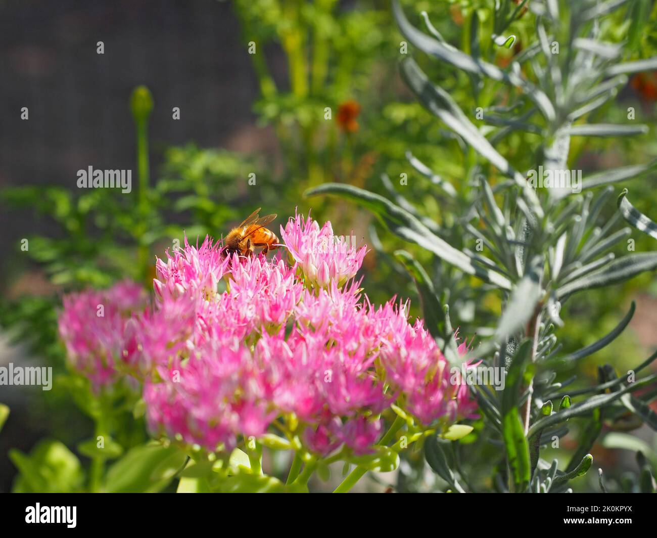 Piccola ape in giardino naturale Foto Stock