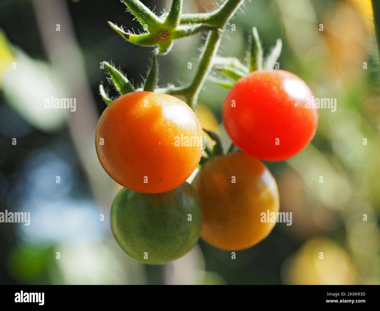 Pomodori ciliegini tondi in giardino naturale Foto Stock