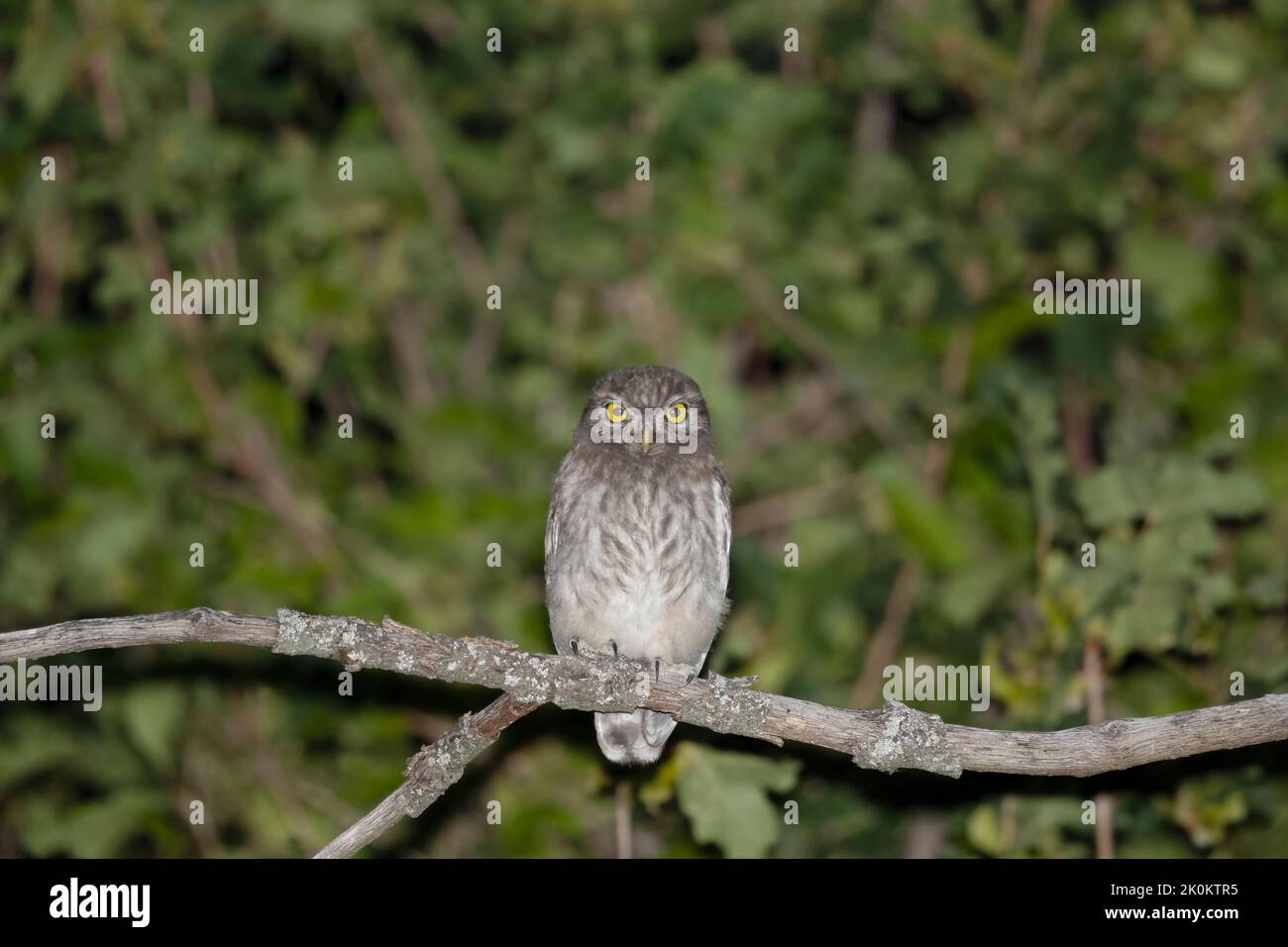 Giovane gufo fotografato di notte in estate Foto Stock