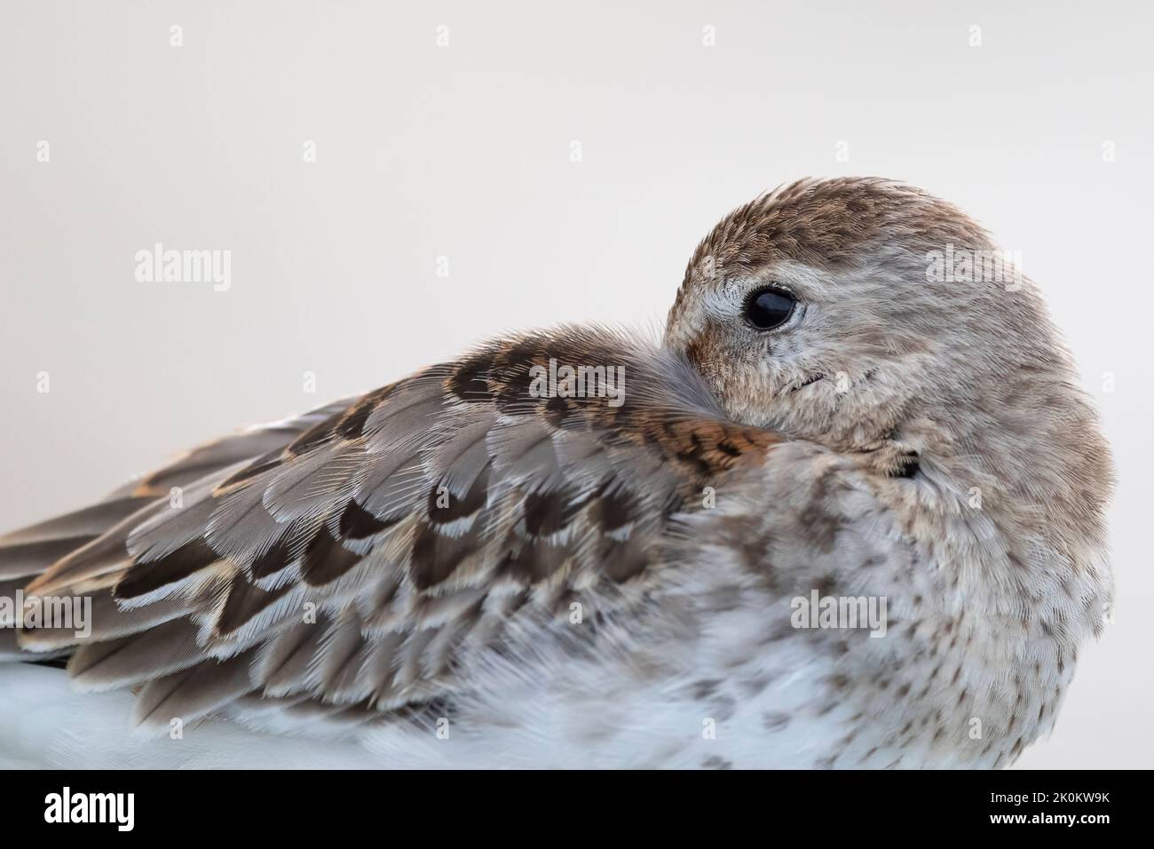 Ritratto di un dunlin (Calidris alpina) in una zona umida. Foto Stock